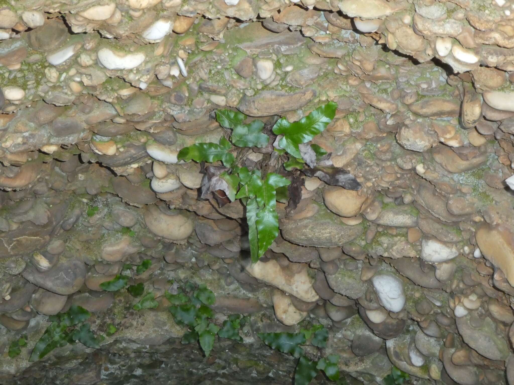 Image of Asplenium sagittatum (DC.) A. J. Bange