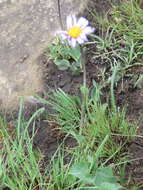 Image de Afroaster perfoliatus (Oliv.) J. C. Manning & Goldblatt