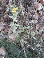 Imagem de Verbascum rotundifolium Ten.