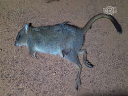 Image of Brush-tailed Bettong