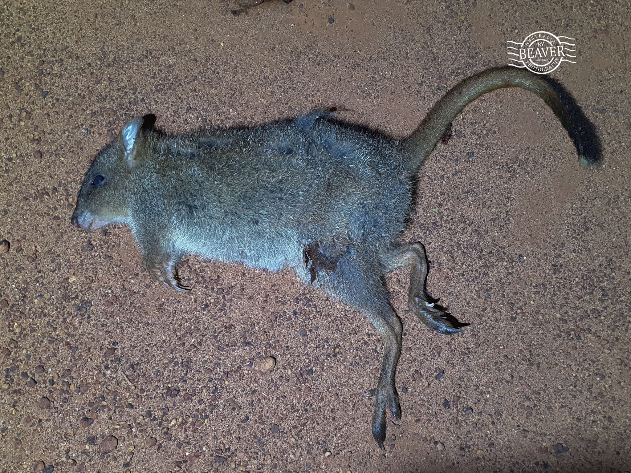 صورة Bettongia penicillata Gray 1837