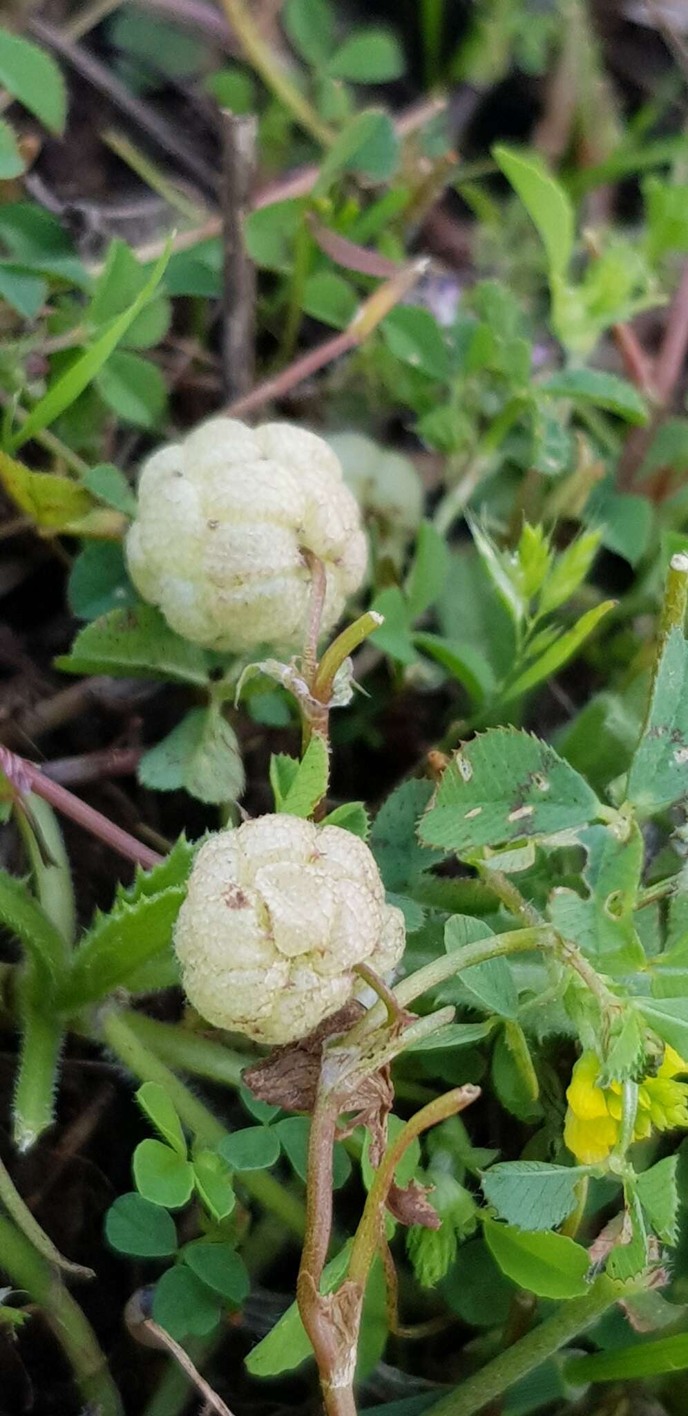 Trifolium bullatum Boiss. & Hausskn. resmi