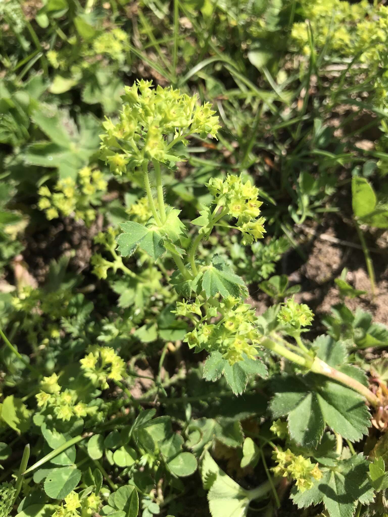 صورة Alchemilla filicaulis Buser