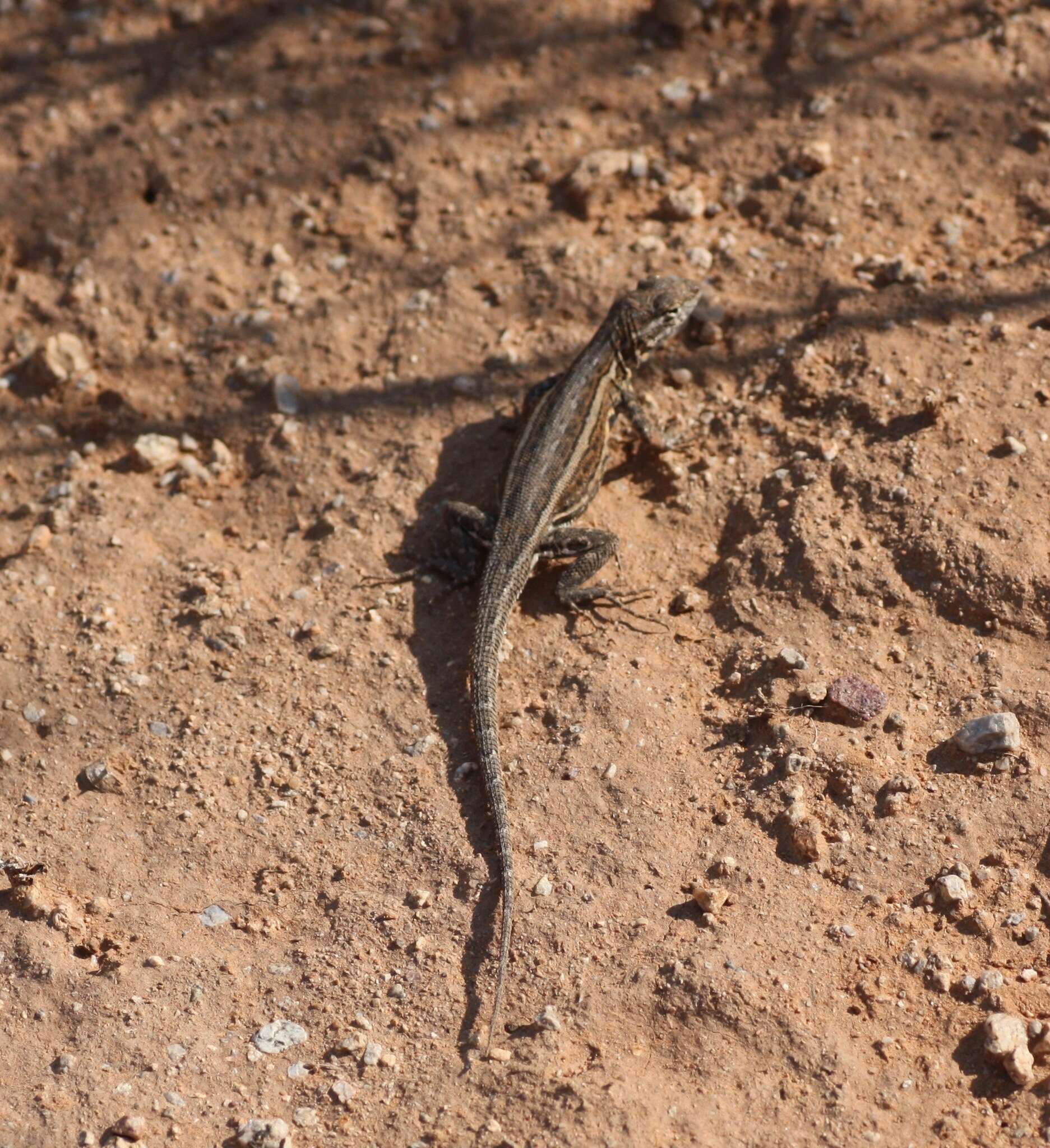 Image of Eastern Side-blotched Lizard