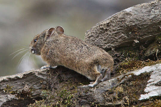 Image of Royle's Pika