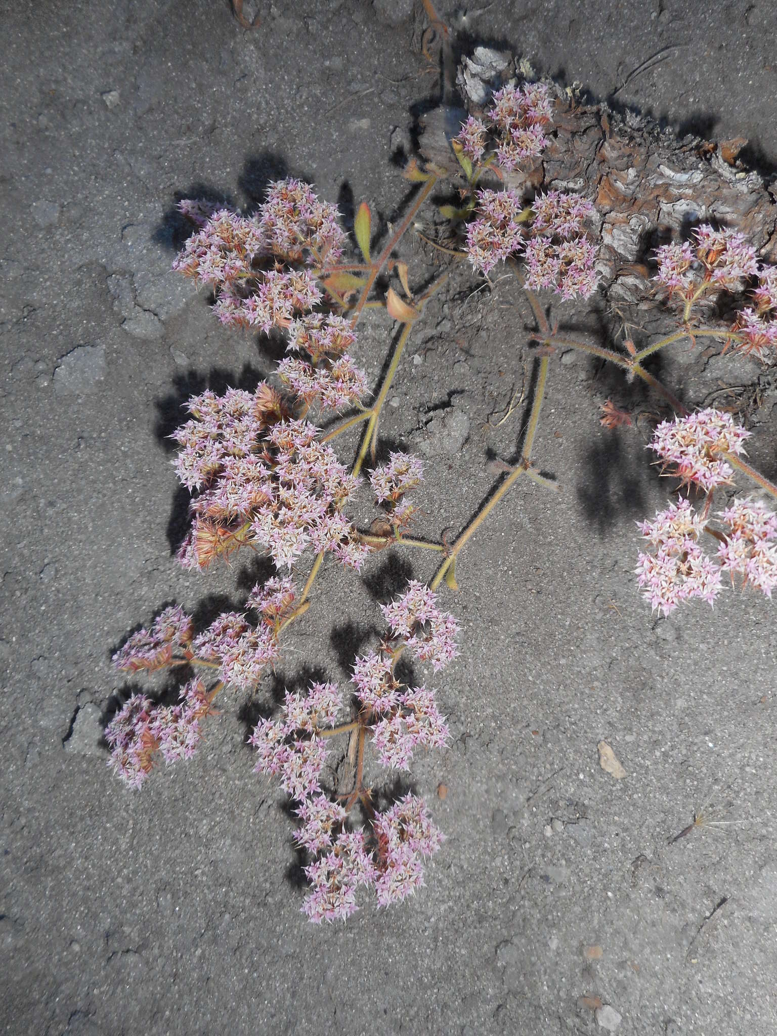 Image of Ben Lomond spineflower