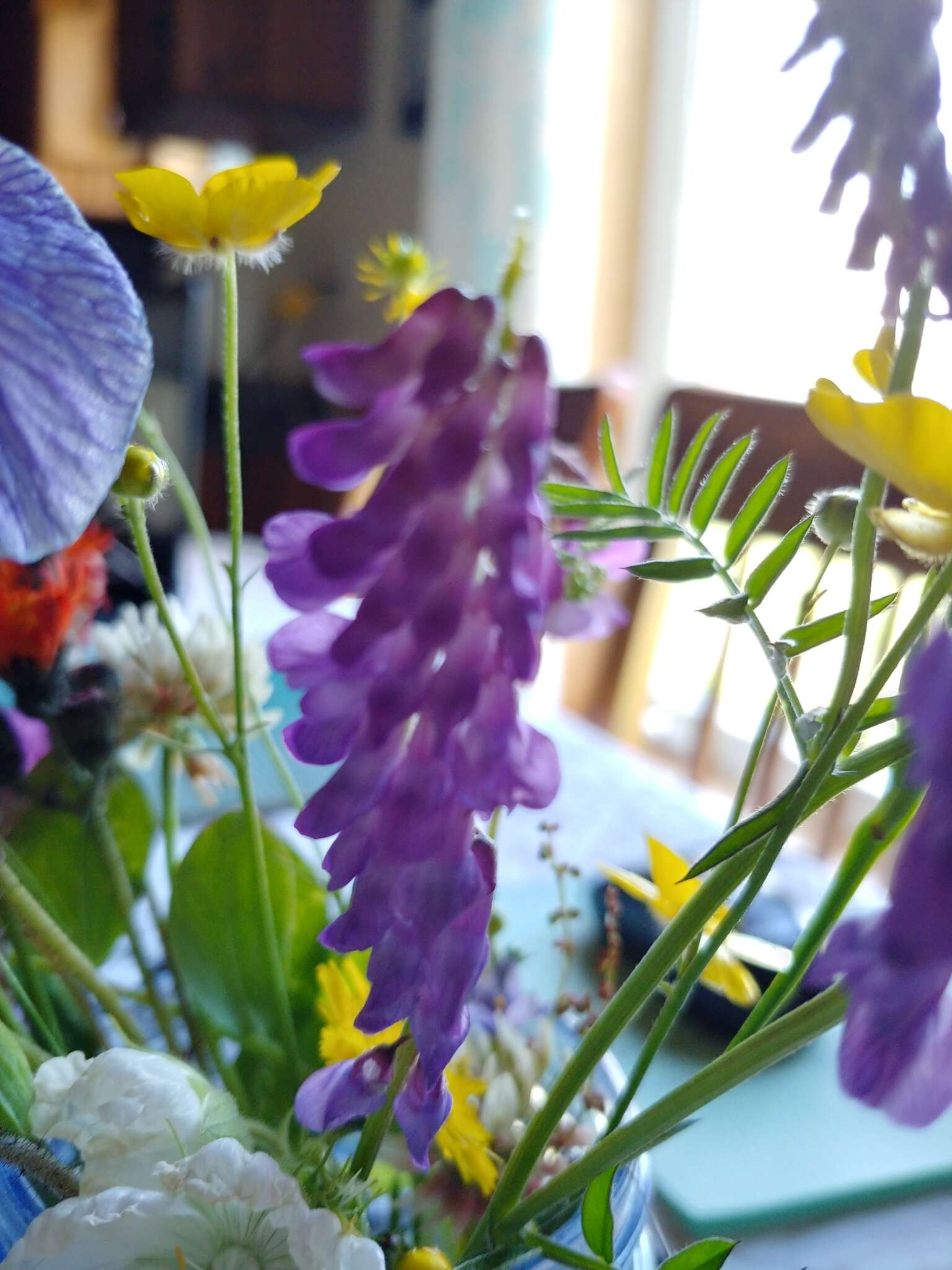 Image of bird vetch