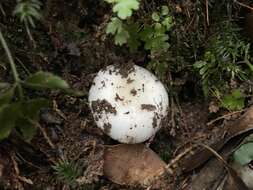 Image of Russula alboareolata Hongo 1979