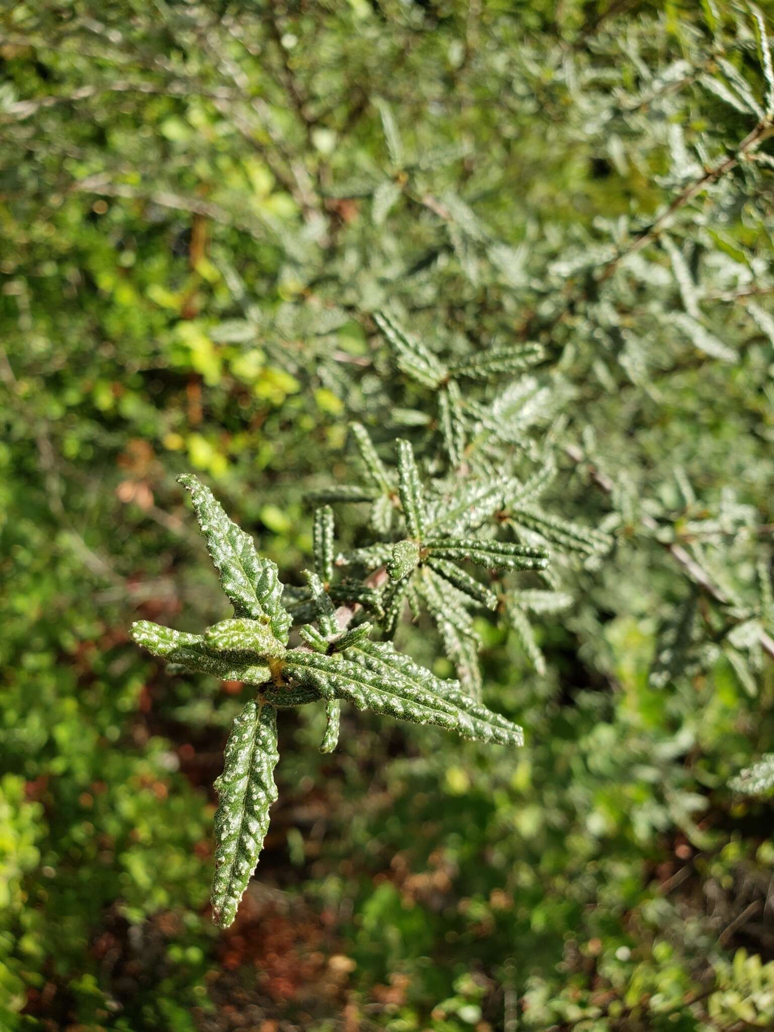 Image of wartleaf ceanothus