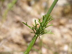 Imagem de Pimpinella peregrina L.