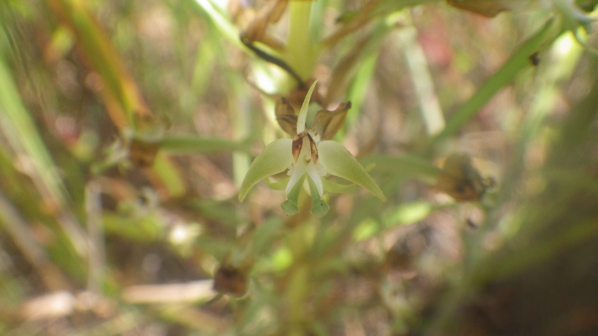 Image of Habenaria incarnata (Lyall ex Lindl.) Rchb. fil.