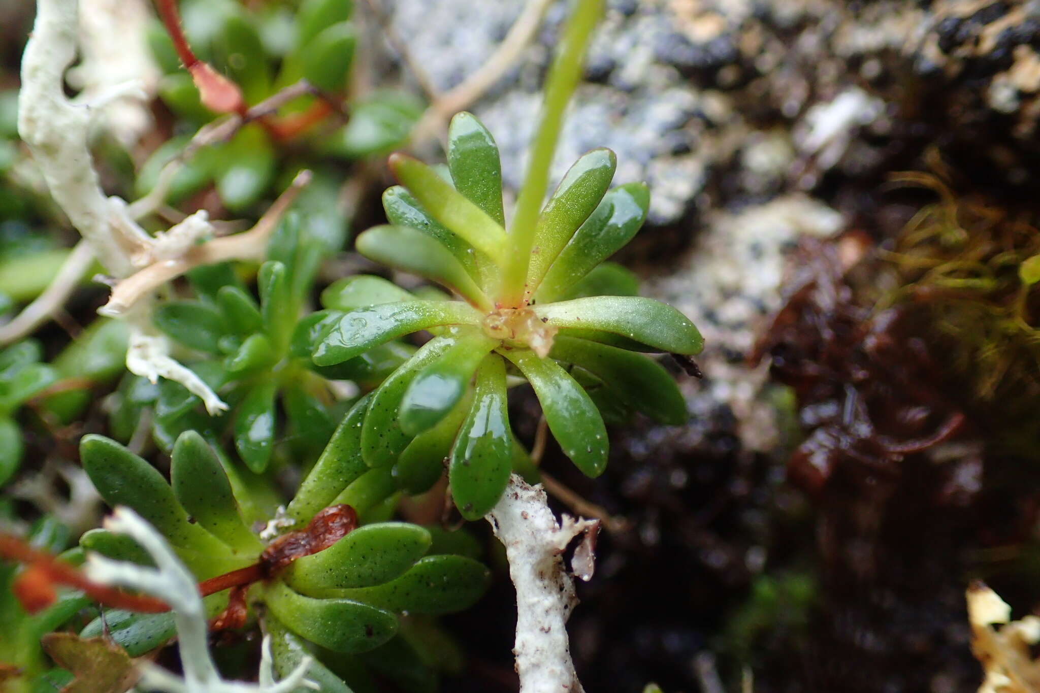 Слика од Saxifraga serpyllifolia Pursh