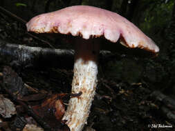 Image of Cortinarius lebre Garrido 1988