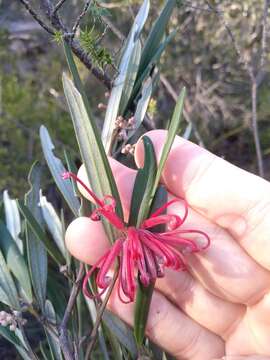 Image of Grevillea oleoides Sieber ex Schult.