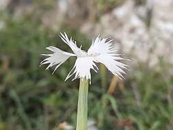 صورة Dianthus awaricus Charadze