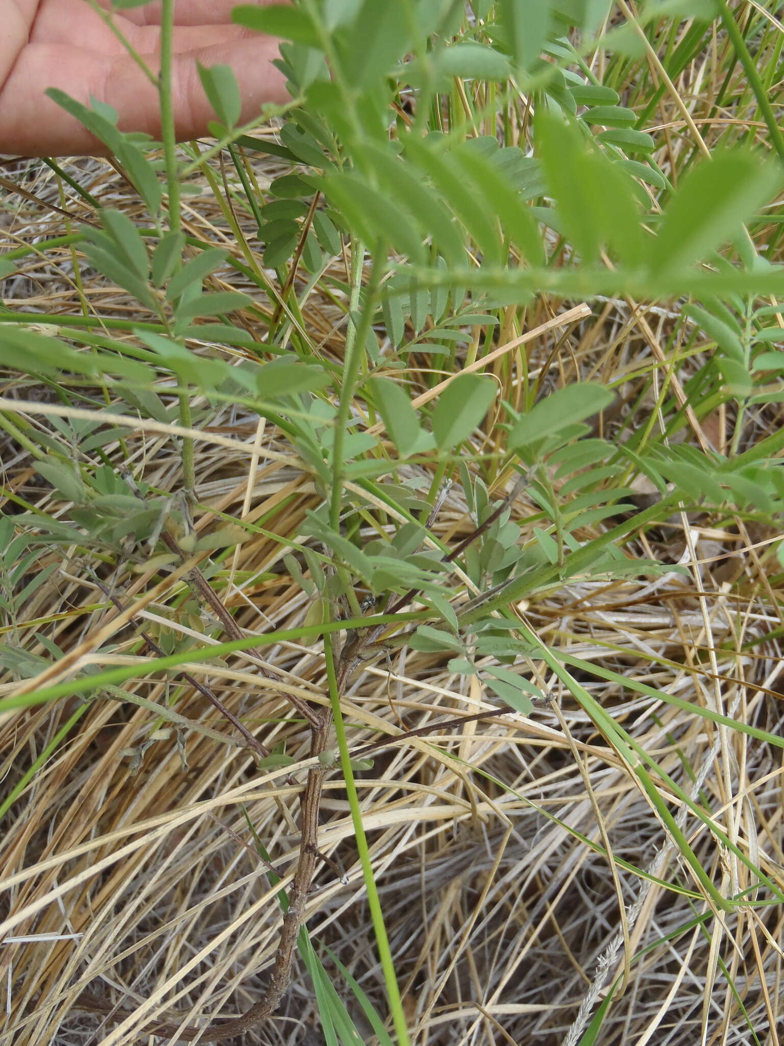 Indigofera sphaerocarpa A. Gray的圖片