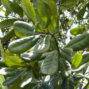 Image of Pimenta jamaicensis (Britton & Harris) Proctor
