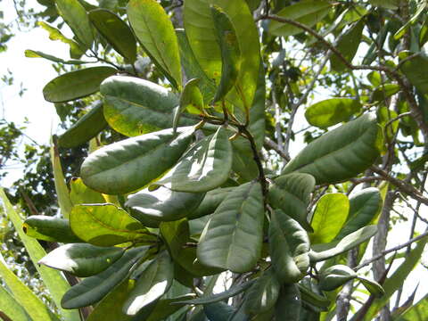 Image of Pimenta jamaicensis (Britton & Harris) Proctor