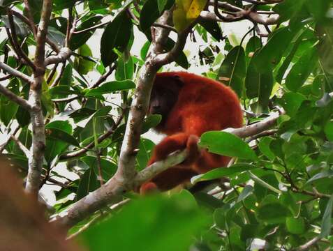 Image of Bolivian Red Howler Monkey