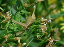 Image of Schistocerca impleta (Walker & F. 1870)