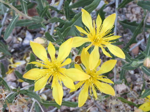 Image of Adonis blazingstar