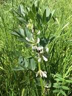 Image of Broad Bean