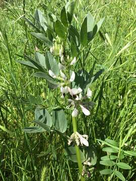 Image of Broad Bean