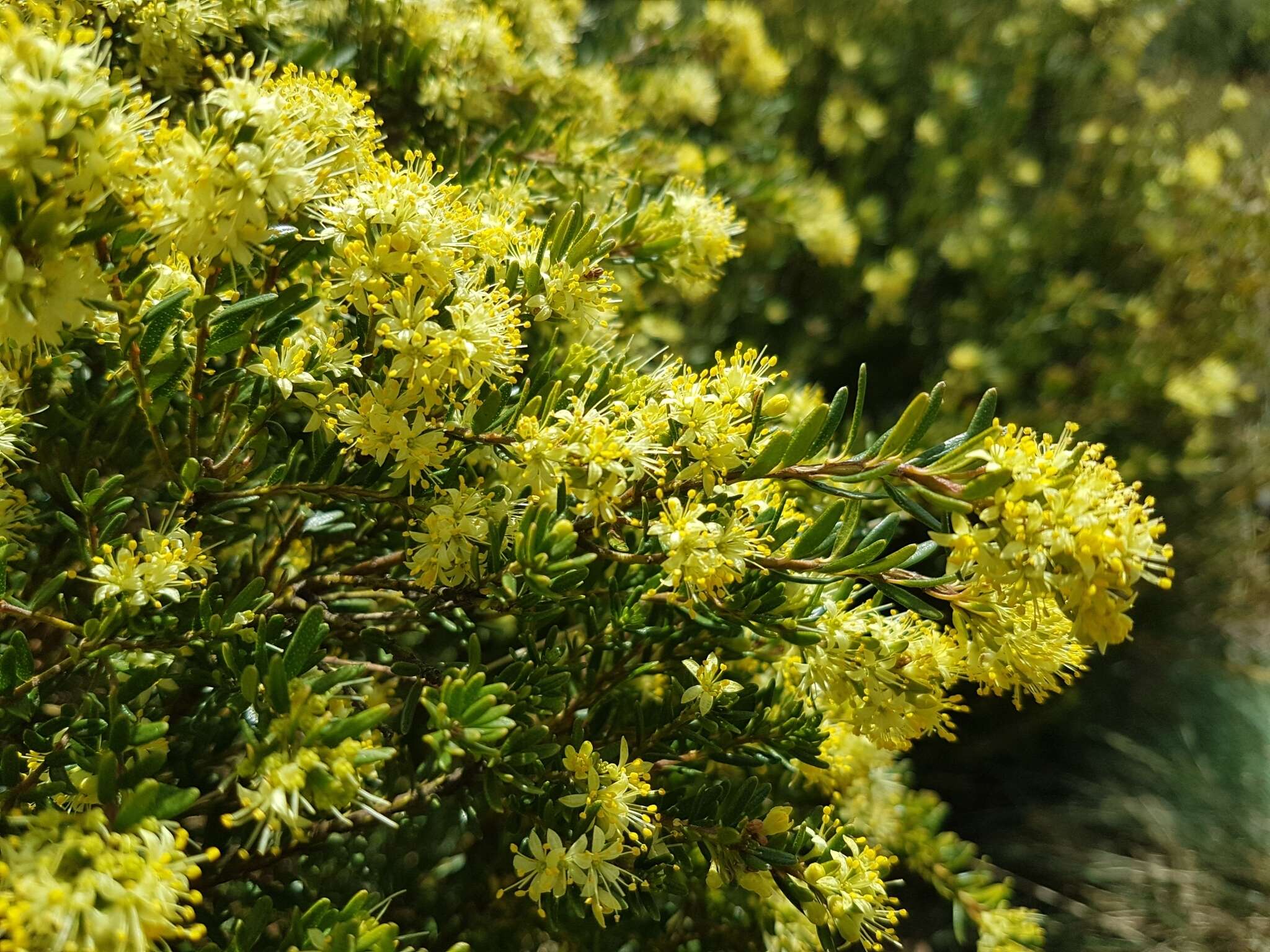 Imagem de Phebalium squamulosum subsp. alpinum (Benth.) Paul G. Wilson