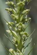 Image of palegreen orchid