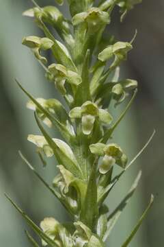 Слика од Platanthera flava var. herbiola (R. Br.) Luer