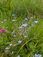 Plancia ëd Myosotis lithospermifolia (Willd.) Hornem.