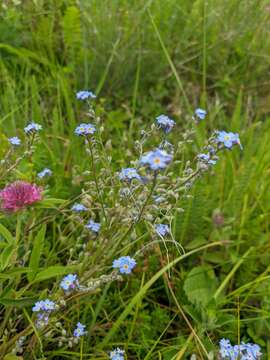 Plancia ëd Myosotis lithospermifolia (Willd.) Hornem.