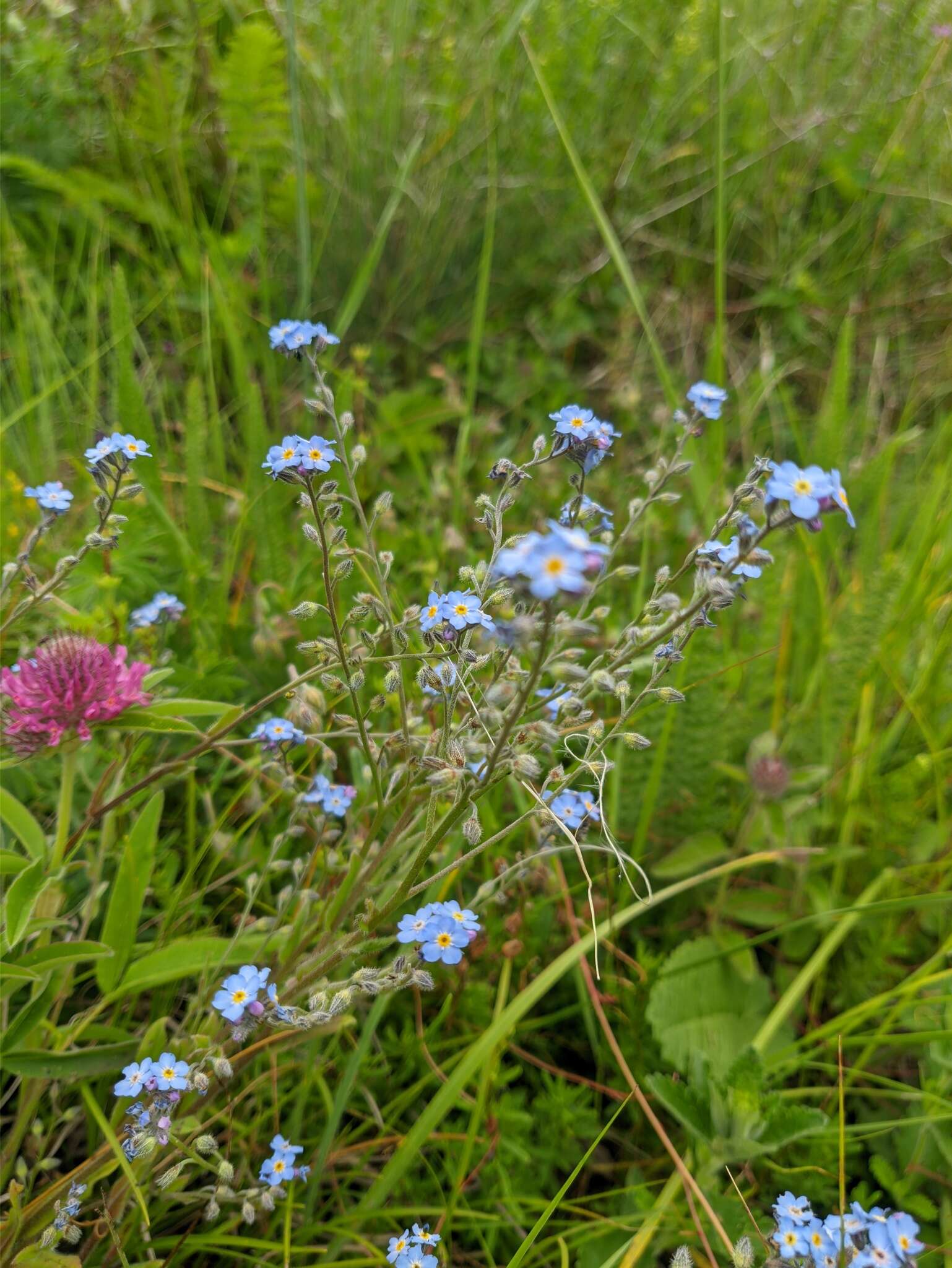 Plancia ëd Myosotis lithospermifolia (Willd.) Hornem.