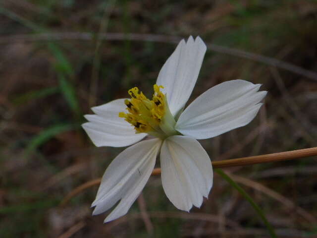 Image of Cosmos landii var. achalconensis T. E. Melchert