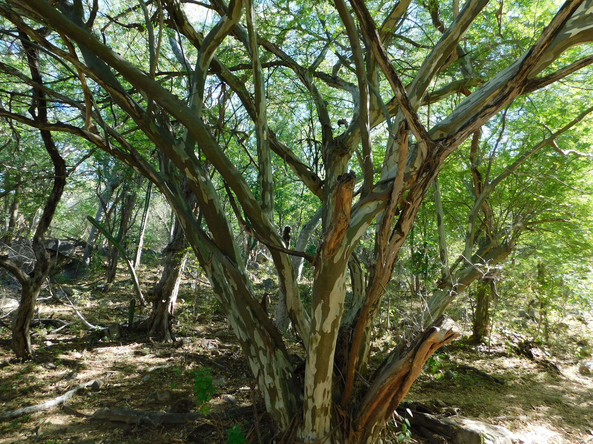 Image of Chloroleucon mangense (Jacq.) Britton & Rose