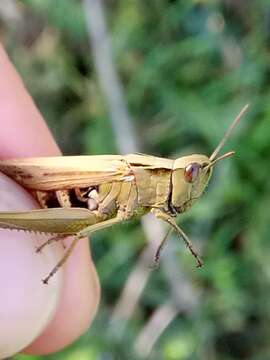 Image of Omocestus (Omocestus) lucasii (Brisout de Barneville 1850)