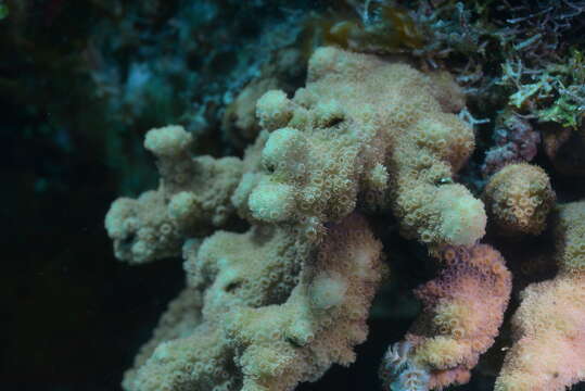 Image of leaf coral