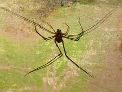 Image of Goniosoma capixaba Da Silva & Gnaspini 2010