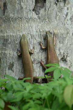 Imagem de Eutropis carinata (Schneider 1801)