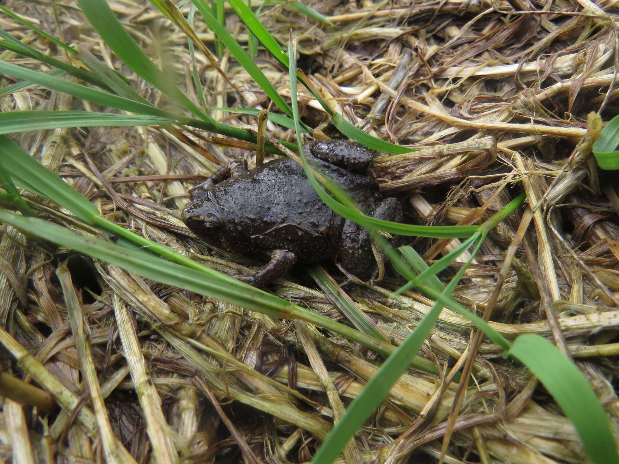 Image of Barber's Sheep Frog