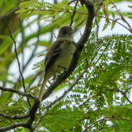 Image of White-throated Flycatcher