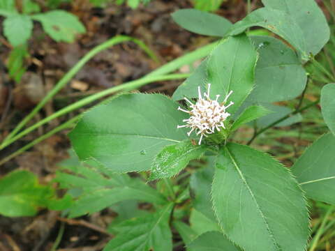 Image of Atractylodes lancea (Thunb.) DC.