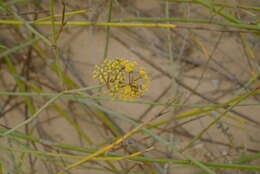 Image of Broom celery