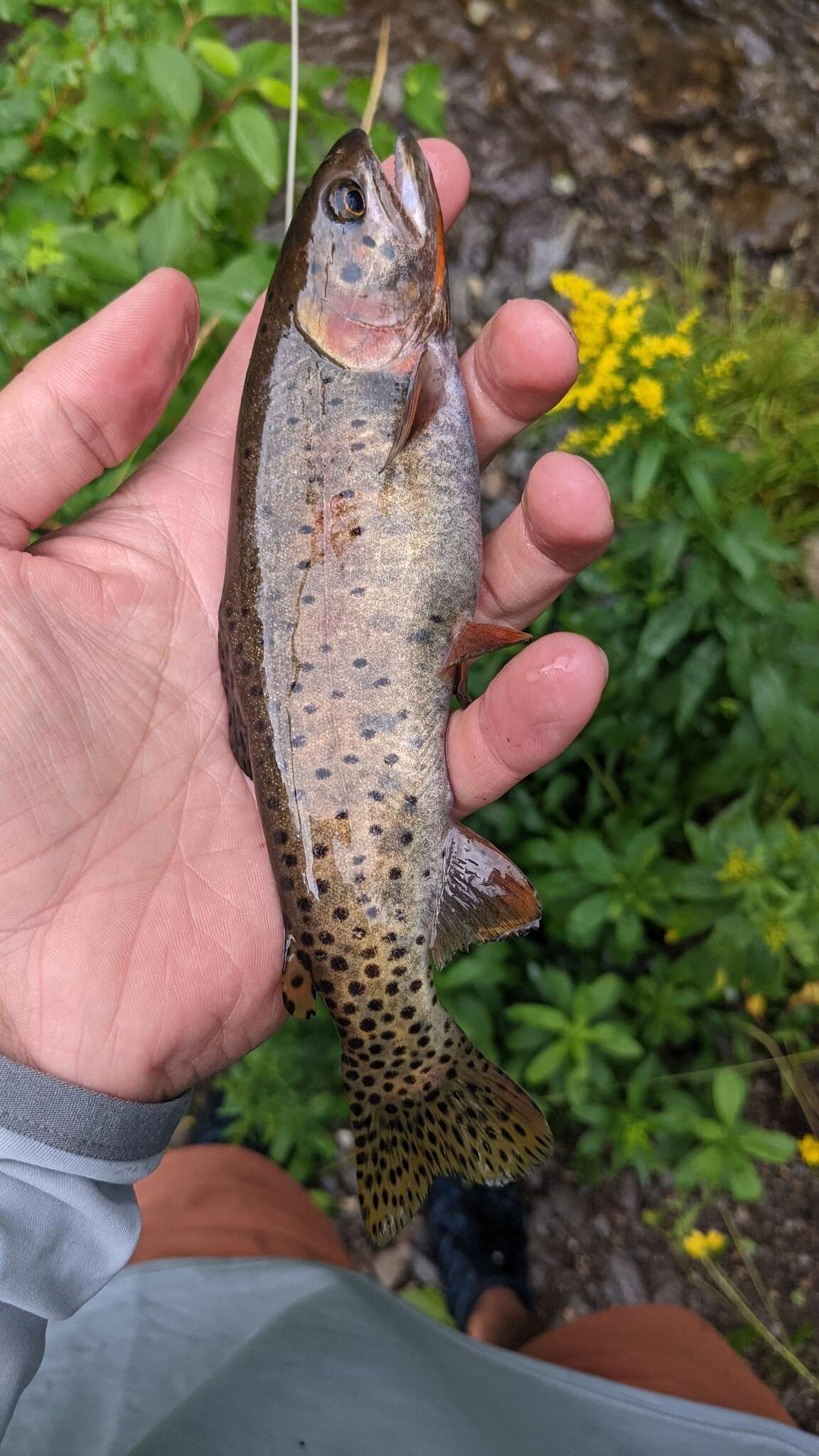 Image of Oncorhynchus clarkii utah (Suckley 1874)