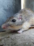 Image of Mexican spiny pocket mouse