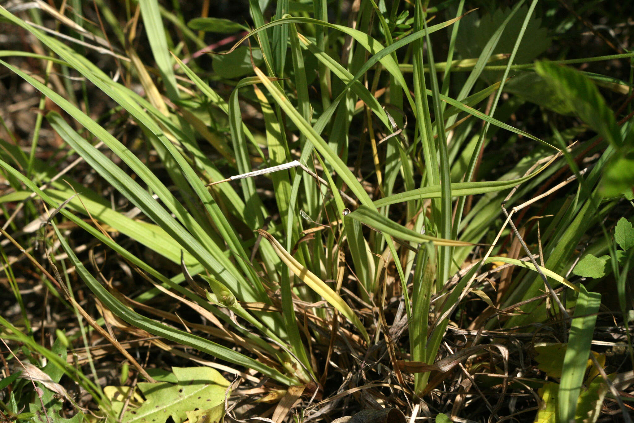 Image of Rocky Mountain sedge