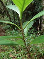 Image of Ixora pudica Baker