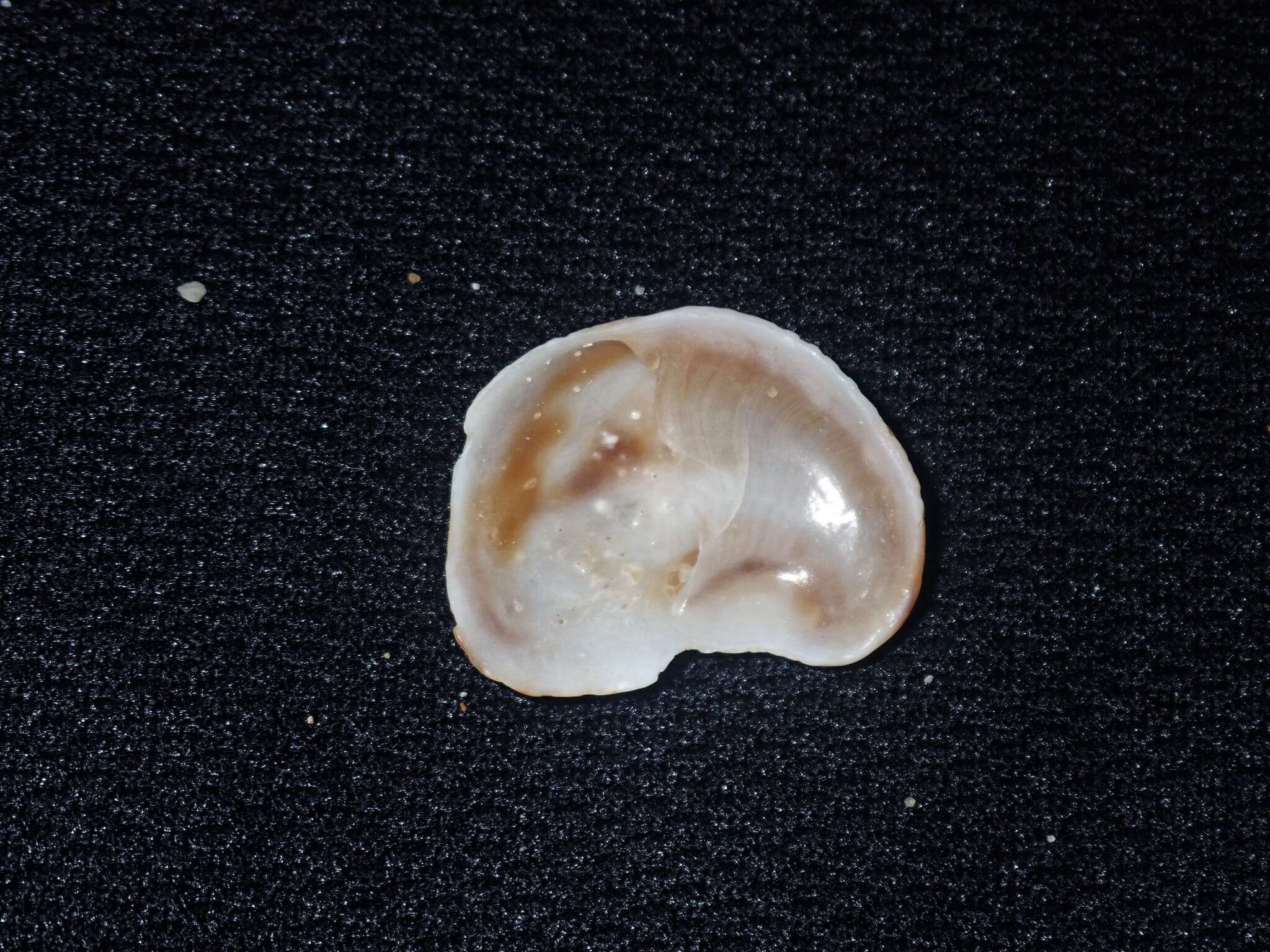 Image of Bostrycapulus pritzkeri Collin 2005