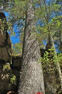 Image of Chihuahua Spruce