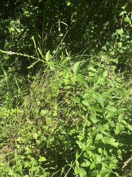 Image of Sandpaper Vervain